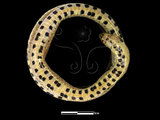 中文名:赤腹松柏根(00001864)學名:Oligodon ornatus(00001864)英文名:Red Belly Kukri Snake