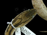 中文名:台灣鈍頭蛇(00001029)學名:Pareas formosensis(00001029)英文名:Taiwan Slug Snake