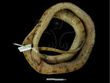 中文名:台灣鈍頭蛇(00001029)學名:Pareas formosensis(00001029)英文名:Taiwan Slug Snake