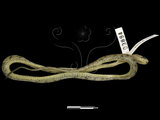 中文名:台灣鈍頭蛇(00003888)學名:Pareas formosensis(00003888)英文名:Taiwan Slug Snake