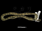 中文名:台灣鈍頭蛇(00003888)學名:Pareas formosensis(00003888)英文名:Taiwan Slug Snake