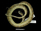 中文名:台灣鈍頭蛇(00003894)學名:Pareas formosensis(00003894)英文名:Taiwan Slug Snake