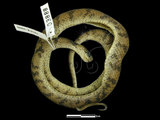 中文名:台灣鈍頭蛇(00003894)學名:Pareas formosensis(00003894)英文名:Taiwan Slug Snake