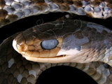 中文名:細紋南蛇(00001912)學名:Ptyas korros(00001912)英文名:Indo-Chinese Rat Snake