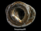 中文名:細紋南蛇(00001912)學名:Ptyas korros(00001912)英文名:Indo-Chinese Rat Snake