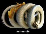 中文名:細紋南蛇(00003855)學名:Ptyas korros(00003855)英文名:Indo-Chinese Rat Snake