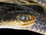 中文名:南蛇(00002339)學名:Ptyas korros(00002339)英文名:Dhaman Rat Snake