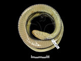 中文名:南蛇(00002339)學名:Ptyas korros(00002339)英文名:Dhaman Rat Snake
