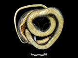中文名:南蛇(00002340)學名:Ptyas korros(00002340)英文名:Dhaman Rat Snake