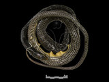 中文名:南蛇(00002340)學名:Ptyas korros(00002340)英文名:Dhaman Rat Snake