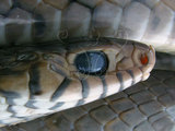 中文名:南蛇(00003347)學名:Ptyas korros(00003347)英文名:Dhaman Rat Snake