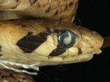 中文名:斯文豪氏遊蛇(00004353)學名:Rhabdophis swinhonis(00004353)英文名:Swinhoe s Grass Snake