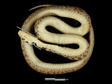 中文名:斯文豪氏遊蛇(00004353)學名:Rhabdophis swinhonis(00004353)英文名:Swinhoe s Grass Snake