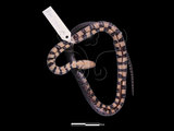中文名:赤腹游蛇 (00MAO091)學名:Sinonatrix annularis(00MAO091)英文名:Asiatic Banded Water Snake