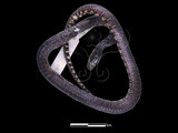 中文名:赤腹游蛇 (00MAO091)學名:Sinonatrix annularis(00MAO091)英文名:Asiatic Banded Water Snake