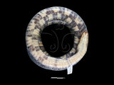 中文名:白腹游蛇(00002642)學名:Sinonatrix percarinata(00002642)英文名:Asiatic White-belly Water Snake