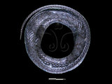 中文名:白腹游蛇(00002642)學名:Sinonatrix percarinata(00002642)英文名:Asiatic White-belly Water Snake