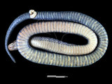 中文名:白腹游蛇(00004347)學名:Sinonatrix percarinata(00004347)英文名:Asiatic White-belly Water Snake