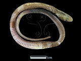 中文名:草花蛇(00001531)學名:Xenochrophis piscator(00001531)英文名:Striped Water Snake