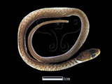 中文名:草花蛇(00001531)學名:Xenochrophis piscator(00001531)英文名:Striped Water Snake