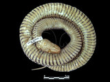 中文名:草花蛇(00002108)學名:Xenochrophis piscator(00002108)英文名:Striped Water Snake