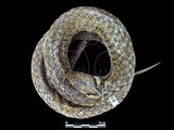 中文名:草花蛇(00002108)學名:Xenochrophis piscator(00002108)英文名:Striped Water Snake