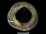 中文名:草花蛇(00002110)學名:Xenochrophis piscator(00002110)英文名:Striped Water Snake