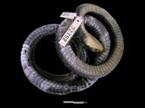 中文名:過山刀(00002792)學名:Zaocys dhumnades(00002792)英文名:Big-eye Rat Snake