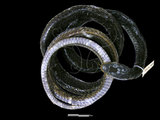 中文名:過山刀(00002792)學名:Zaocys dhumnades(00002792)英文名:Big-eye Rat Snake