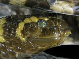 中文名:飯島氏海蛇(00002300)學名:Emydocephalus ijimae(00002300)英文名:Turtle-head Sea Snake