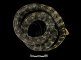 中文名:飯島氏海蛇(00002300)學名:Emydocephalus ijimae(00002300)英文名:Turtle-head Sea Snake