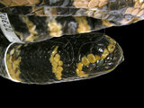 中文名:飯島氏海蛇(00002302)學名:Emydocephalus ijimae(00002302)英文名:Turtle-head Sea Snake