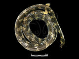 中文名:飯島氏海蛇(00002302)學名:Emydocephalus ijimae(00002302)英文名:Turtle-head Sea Snake