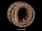 中文名:青環海蛇(00002260)學名:Hydrophis cyanocinctus(00002260)英文名:Common Sea Serpent
