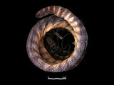 中文名:青環海蛇(00002260)學名:Hydrophis cyanocinctus(00002260)英文名:Common Sea Serpent