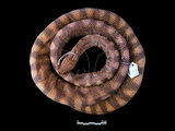 中文名:青環海蛇(00002262)學名:Hydrophis cyanocinctus(00002262)英文名:Common Sea Serpent
