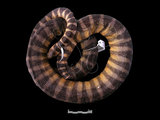 中文名:青環海蛇(00002262)學名:Hydrophis cyanocinctus(00002262)英文名:Common Sea Serpent