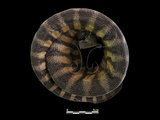 中文名:黑頭海蛇(00002191)學名:Hydrophis melanocephalus(00002191)英文名:Black-head Sea Snake