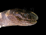 中文名:黑頭海蛇(00002192)