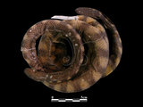 中文名:黑頭海蛇(00002192)學名:Hydrophis melanocephalus(00002192)英文名:Black-head Sea Snake