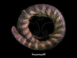 中文名:黑頭海蛇(00002193)學名:Hydrophis melanocephalus(00002193)英文名:Black-head Sea Snake