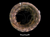 中文名:黑頭海蛇(00002193)學名:Hydrophis melanocephalus(00002193)英文名:Black-head Sea Snake