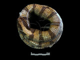 中文名:黃唇青斑海蛇(00002249)學名:Laticauda colubrina(00002249)英文名:Yellow-lipped Sea Krait
