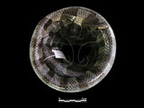中文名:黃唇青斑海蛇(00002249)學名:Laticauda colubrina(00002249)英文名:Yellow-lipped Sea Krait