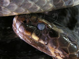 中文名:黃唇青斑海蛇(0000225...