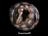 中文名:黃唇青斑海蛇(00002251)學名:Laticauda colubrina(00002251)英文名:Yellow-lipped Sea Krait