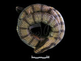 中文名:黃唇青斑海蛇(00002252)學名:Laticauda colubrina(00002252)英文名:Yellow-lipped Sea Krait
