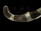 中文名:黑唇青斑海蛇(0000223...