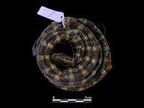 中文名:黑唇青斑海蛇(00002237)學名:Laticauda laticauda(00002237)英文名:Black-lipped Sea Krait