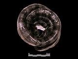 中文名:黑唇青斑海蛇(00002237)學名:Laticauda laticauda(00002237)英文名:Black-lipped Sea Krait